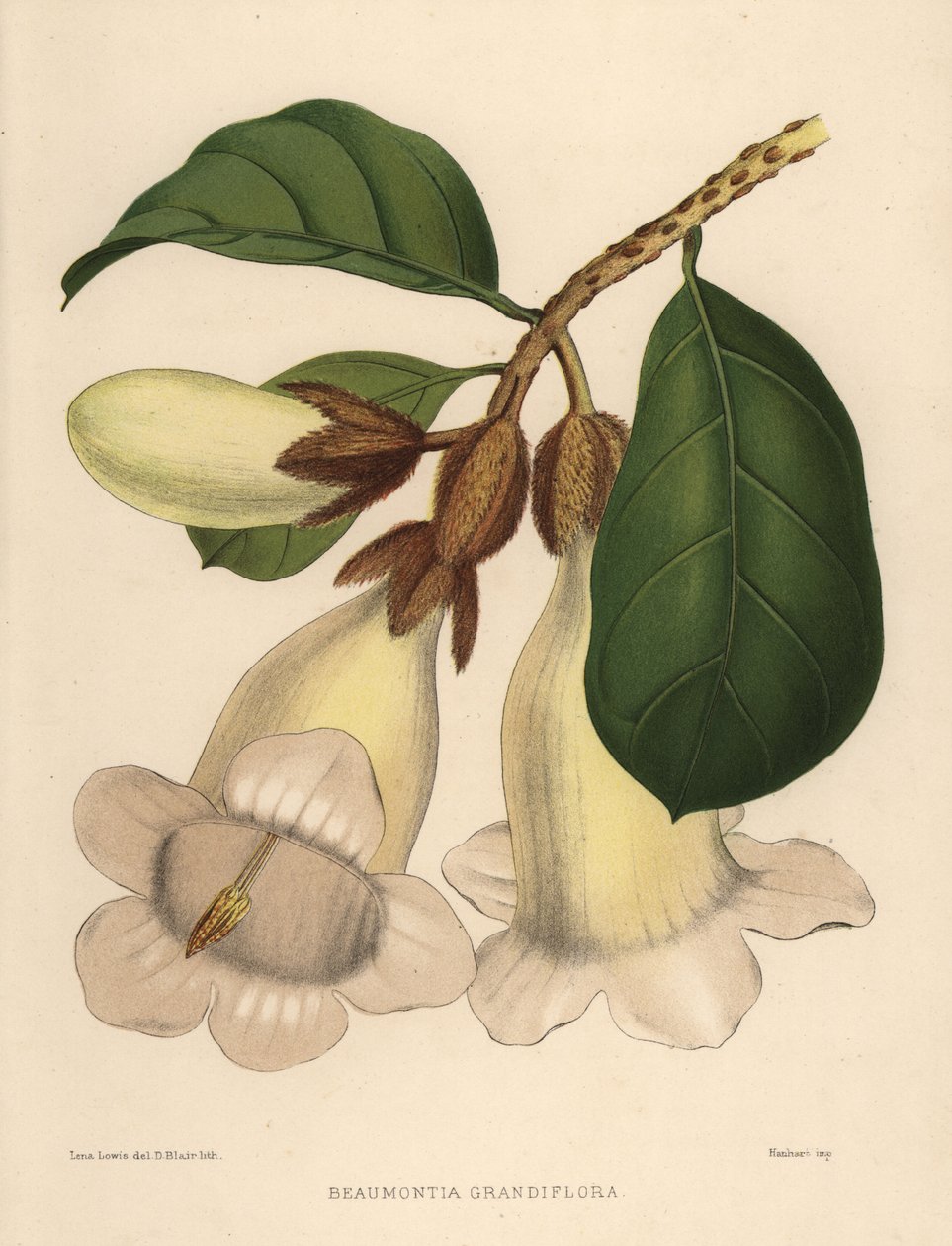 Nepalin trumpetin kukka tai kuuluttaa trumpettia, Beaumontia grandiflora tekijältä Unknown