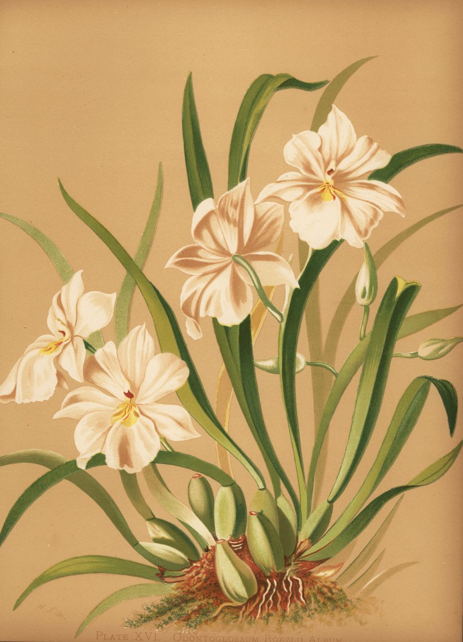 Orvokkiorkidea, Miltoniopsis roezlii (Odontoglossum roezlii albumi) tekijältä Unknown