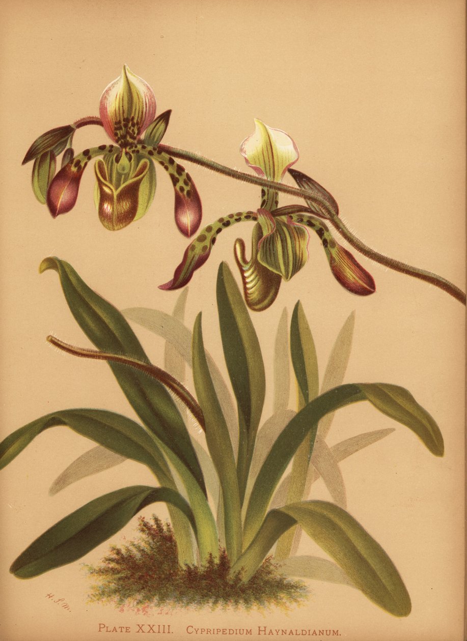 Paphiopedilum haynaldianum orkidea (Cypripedium haynaldianum) tekijältä Unknown