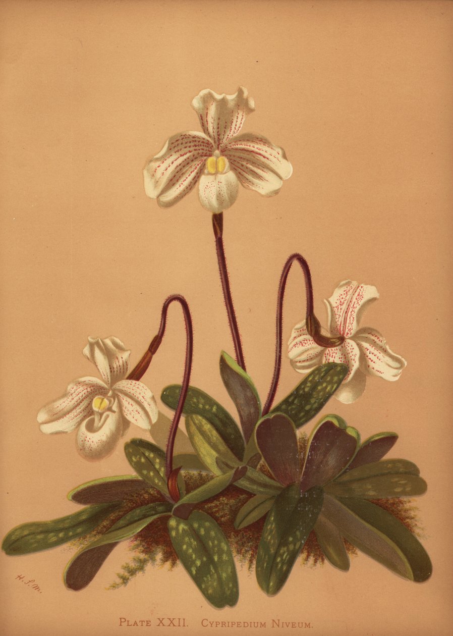 Paphiopedilum niveum orkidea (Cypripedium niveum) tekijältä Unknown