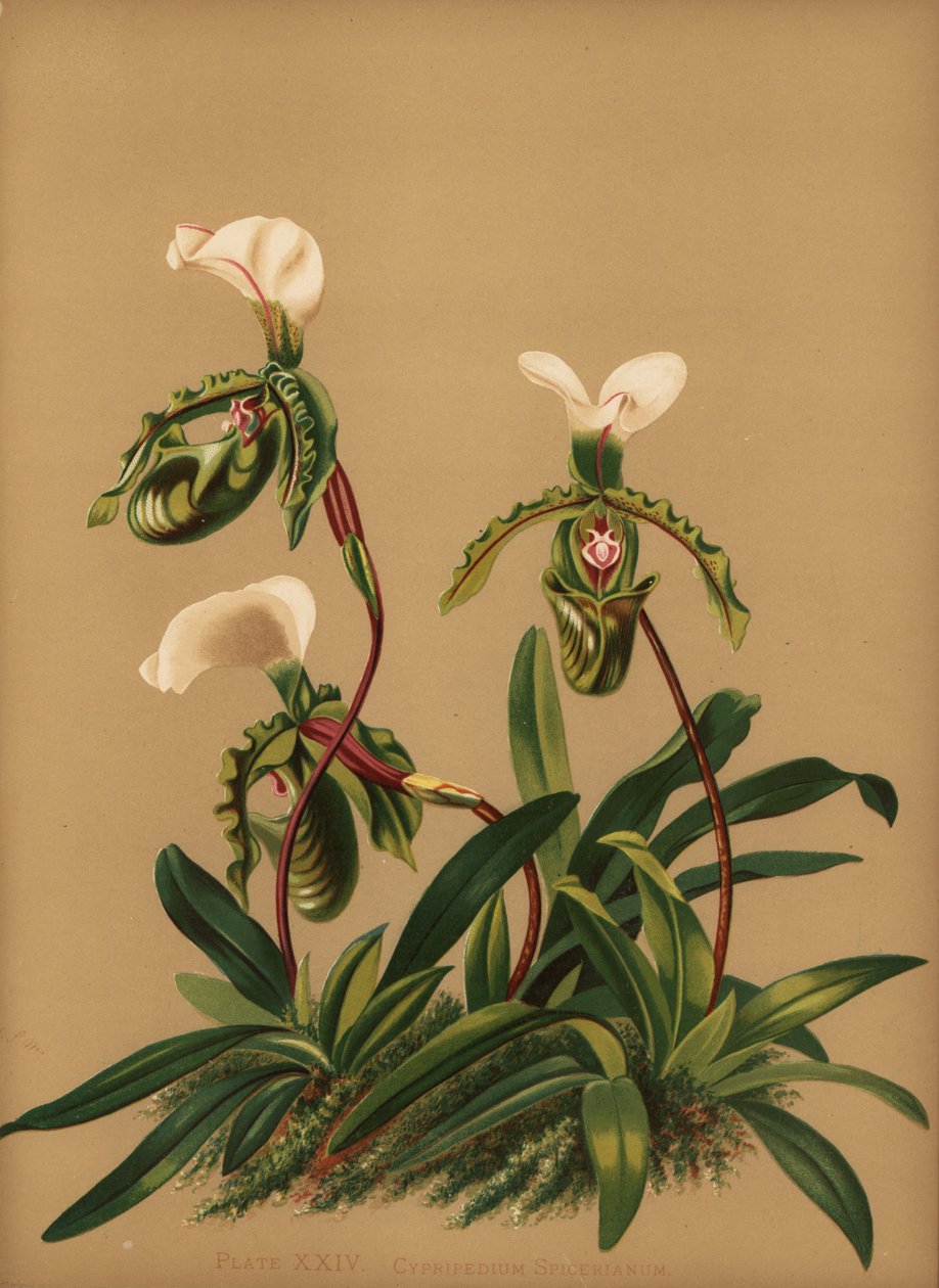Paphiopedilum spicerianum orkidea (Cypripedium spicerianum) tekijältä Unknown