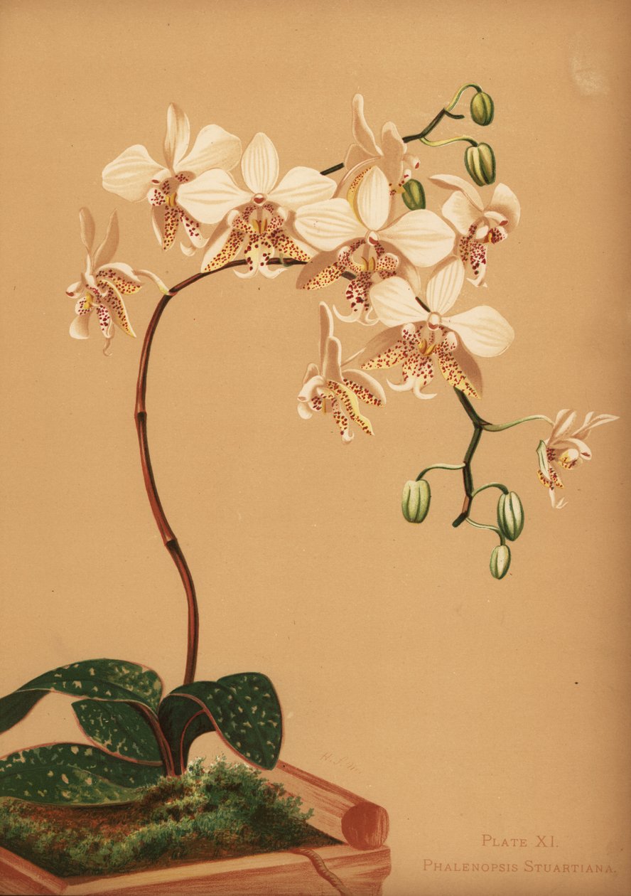 Phalaenopsis stuartiana -orkidea tekijältä Unknown