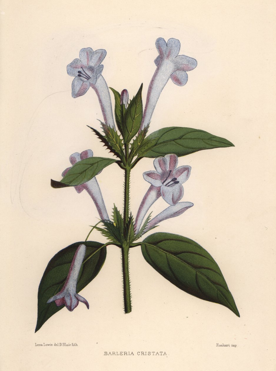 Filippiinien violetti, bluebell barleria tai harjakansi, Barleria cristata tekijältä Unknown