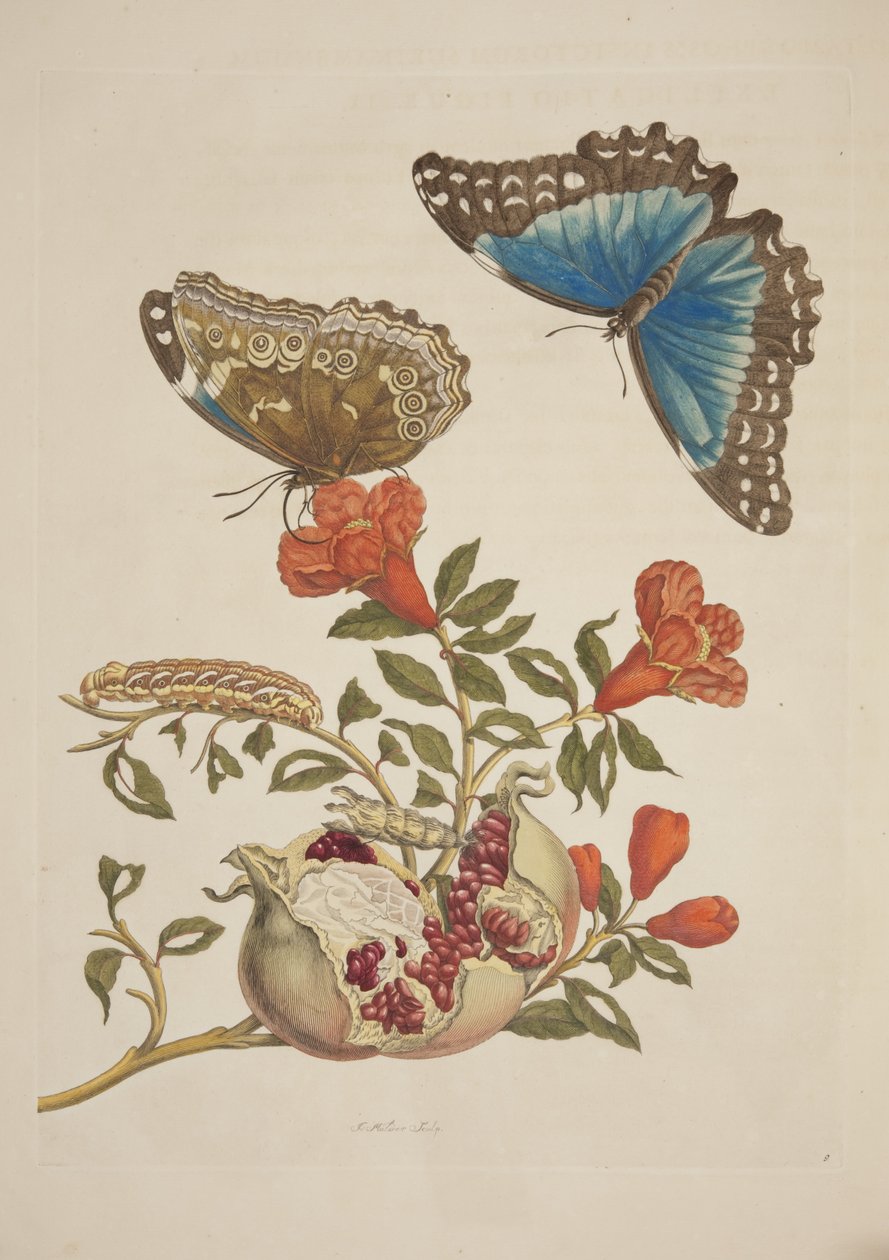 Levy IX Maria Sibylla Merianin teoksesta Metamorphosis of the Suriname Insects, 1705 tekijältä Unknown