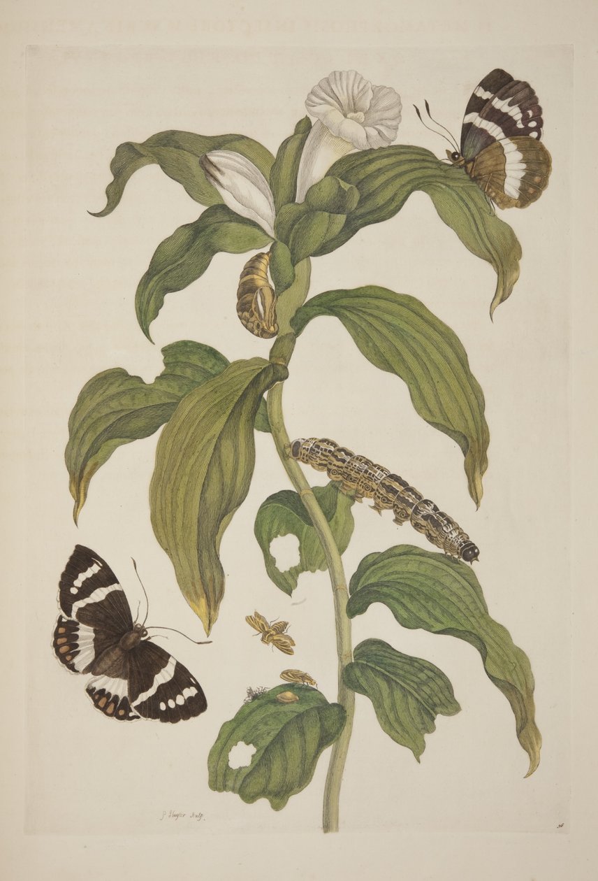 Levy XXVI Maria Sibylla Merianin teoksesta The Metamorphosis of the Suriname Insects, 1705 tekijältä Unknown