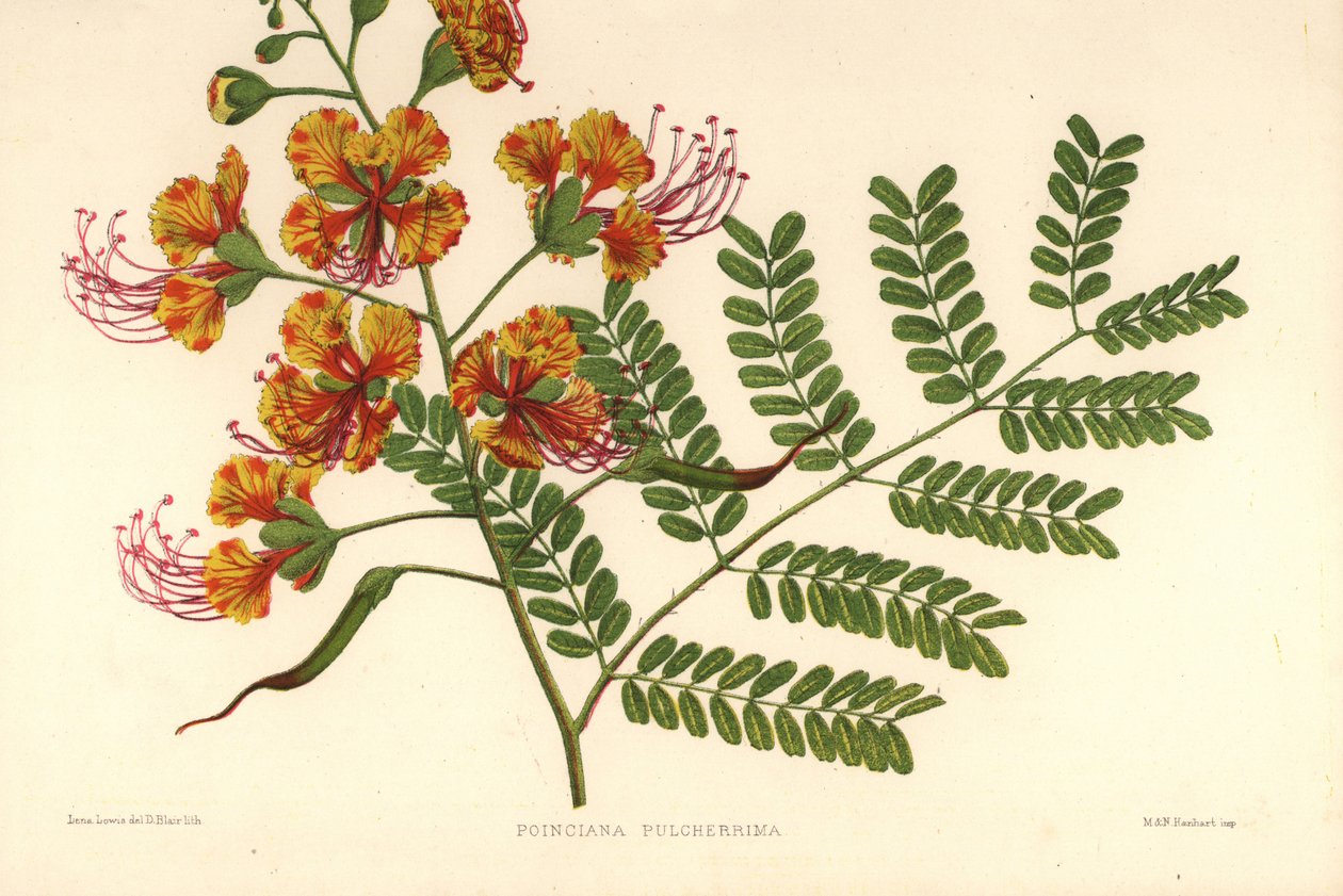 Poinciana, Caesalpinia pulcherrima (Poinciana pulcherrima) tekijältä Unknown