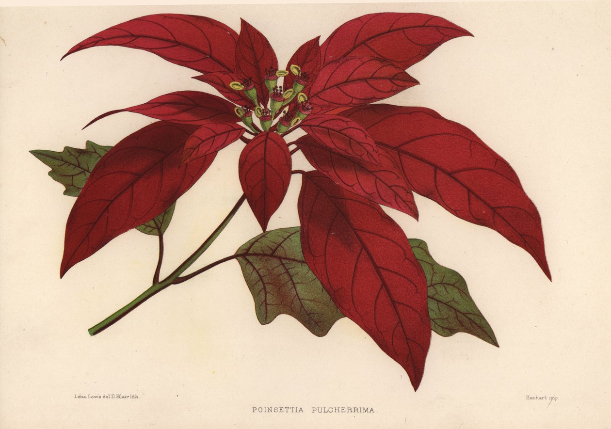 Joulutähti, Euphorbia pulcherrima (Poinsettia pulcherrima) tekijältä Unknown