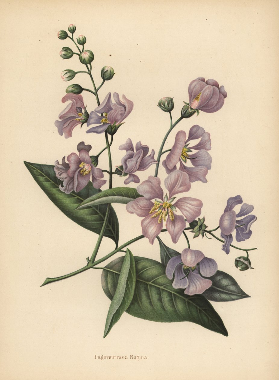 Intian ylpeys jättiläinen tai kreppimyrtti, Lagerstroemia speciosa tekijältä Unknown