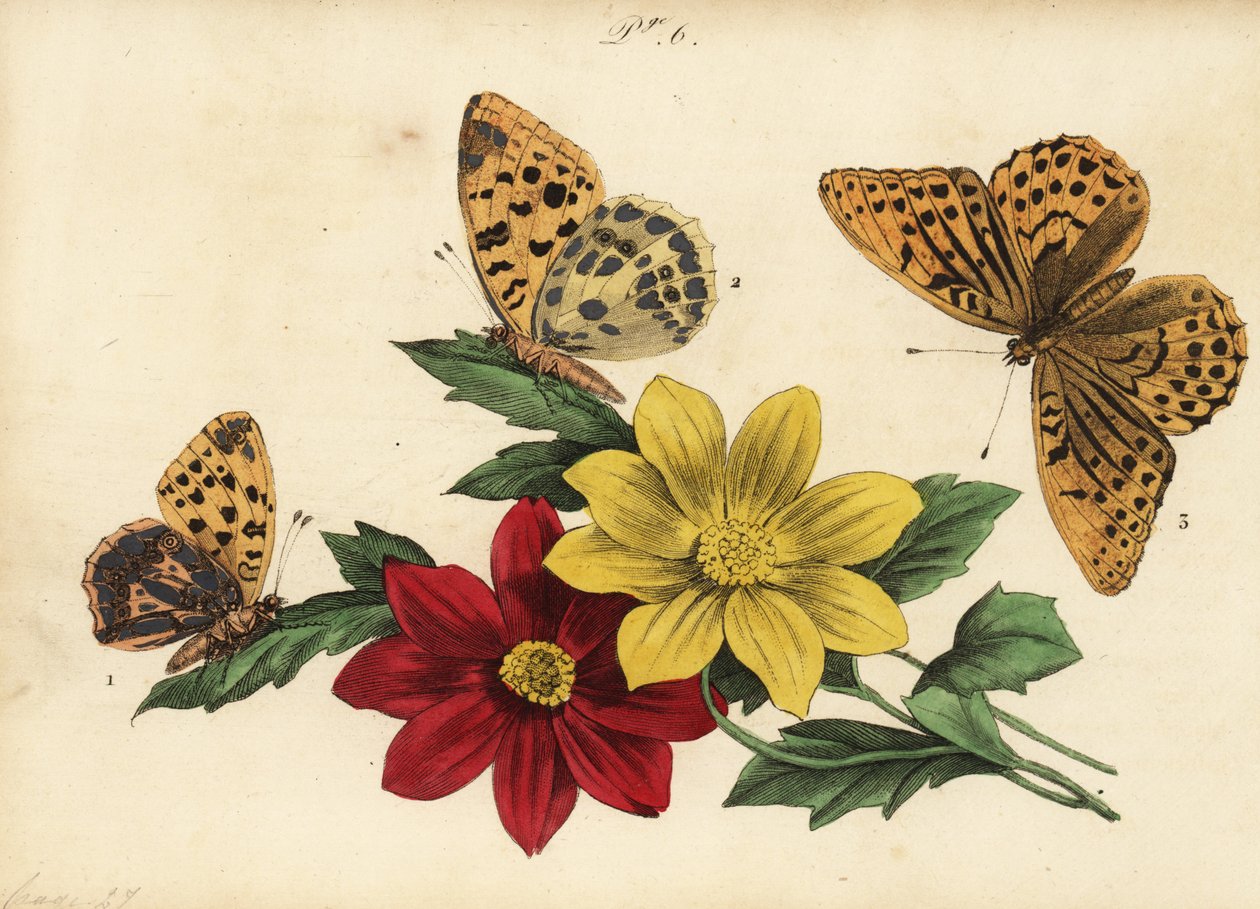 Espanjan kuningatar fritillary, Issoria lathonia 1, tummanvihreä fritillary, Argynnis aglaja 2 ja hopeapesty fritillary, Argynnis paphia 3 tekijältä Unknown