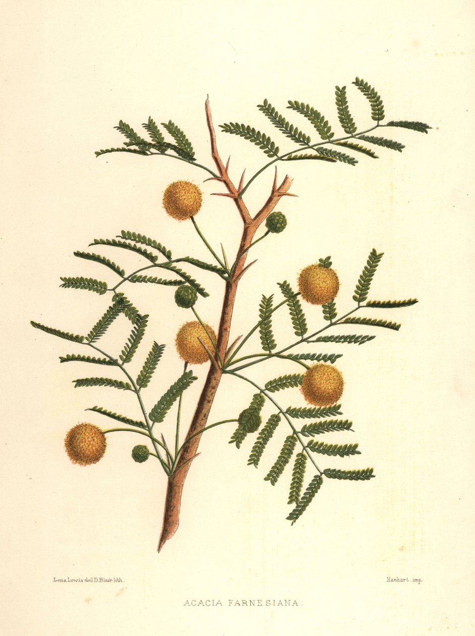 Makea akaasia tai neulapensas, Acacia farnesiana tekijältä Unknown