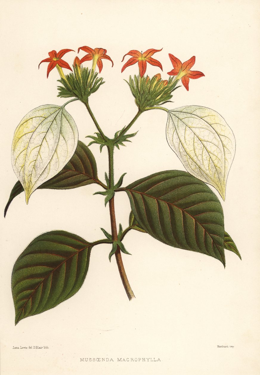 Makeajuuri, Mussaenda macrophylla tekijältä Unknown