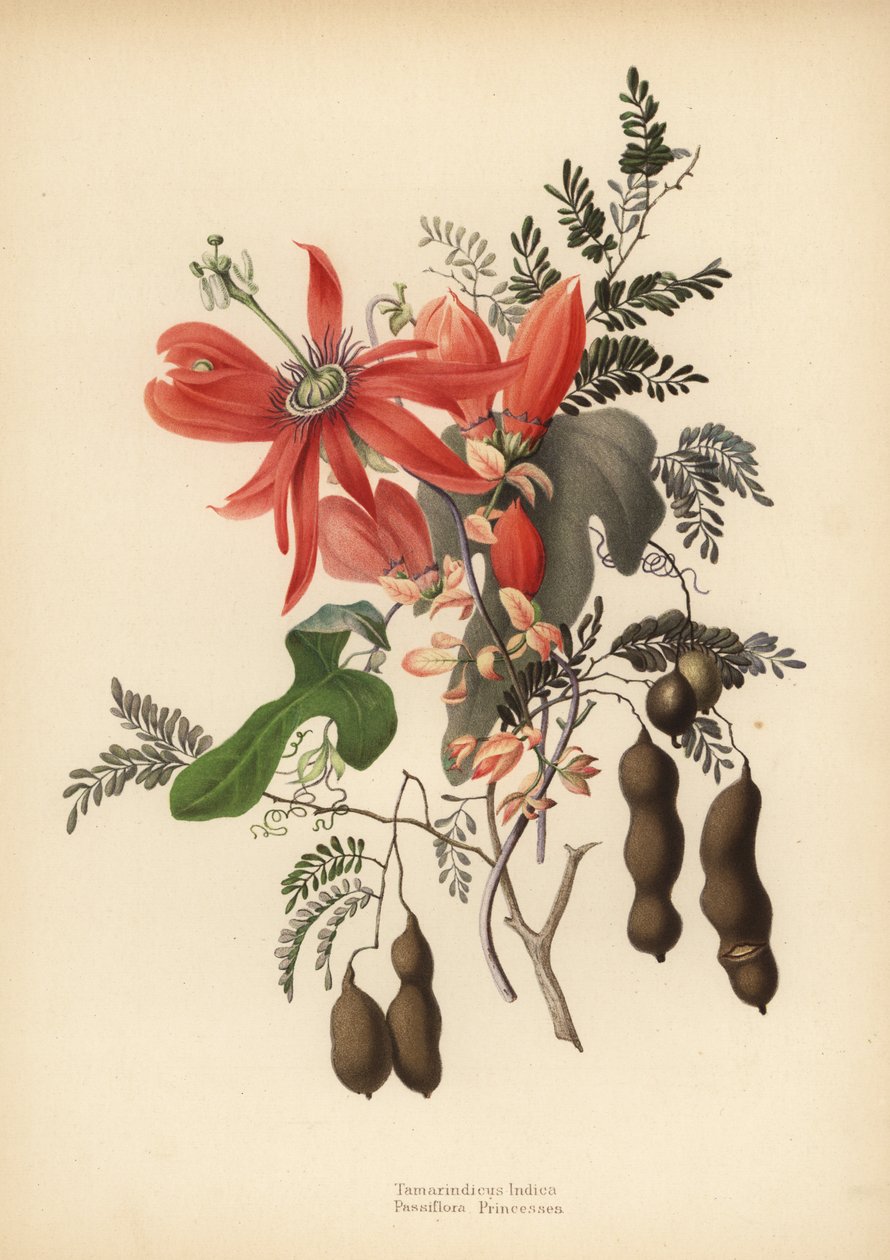 Tamarind, Tamarindus indica ja punainen passionkukka, Passiflora racemosa (Passiflora princeps) tekijältä Unknown