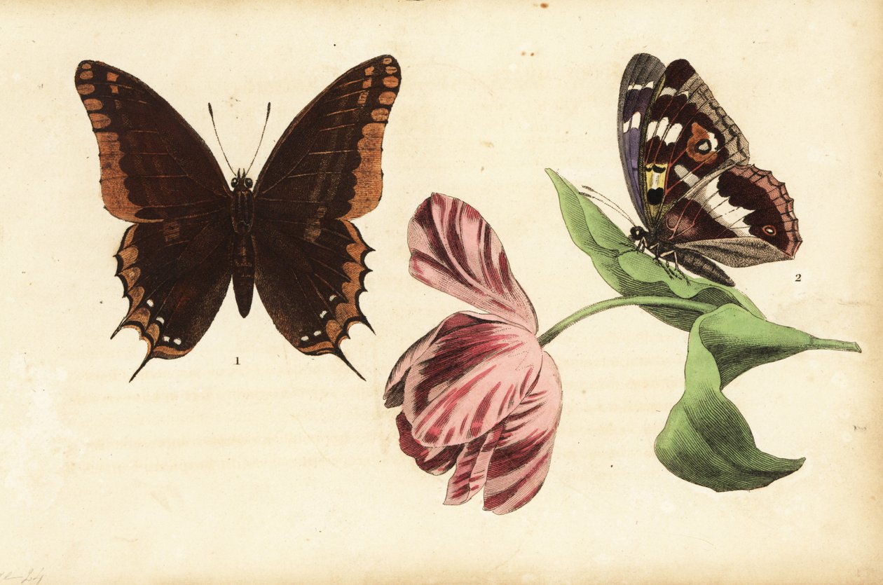 Kaksipyrstöpasha, Charaxes jasius 1 ja violetti keisari, Apatura iris 2 ja tulppaani tekijältä Unknown