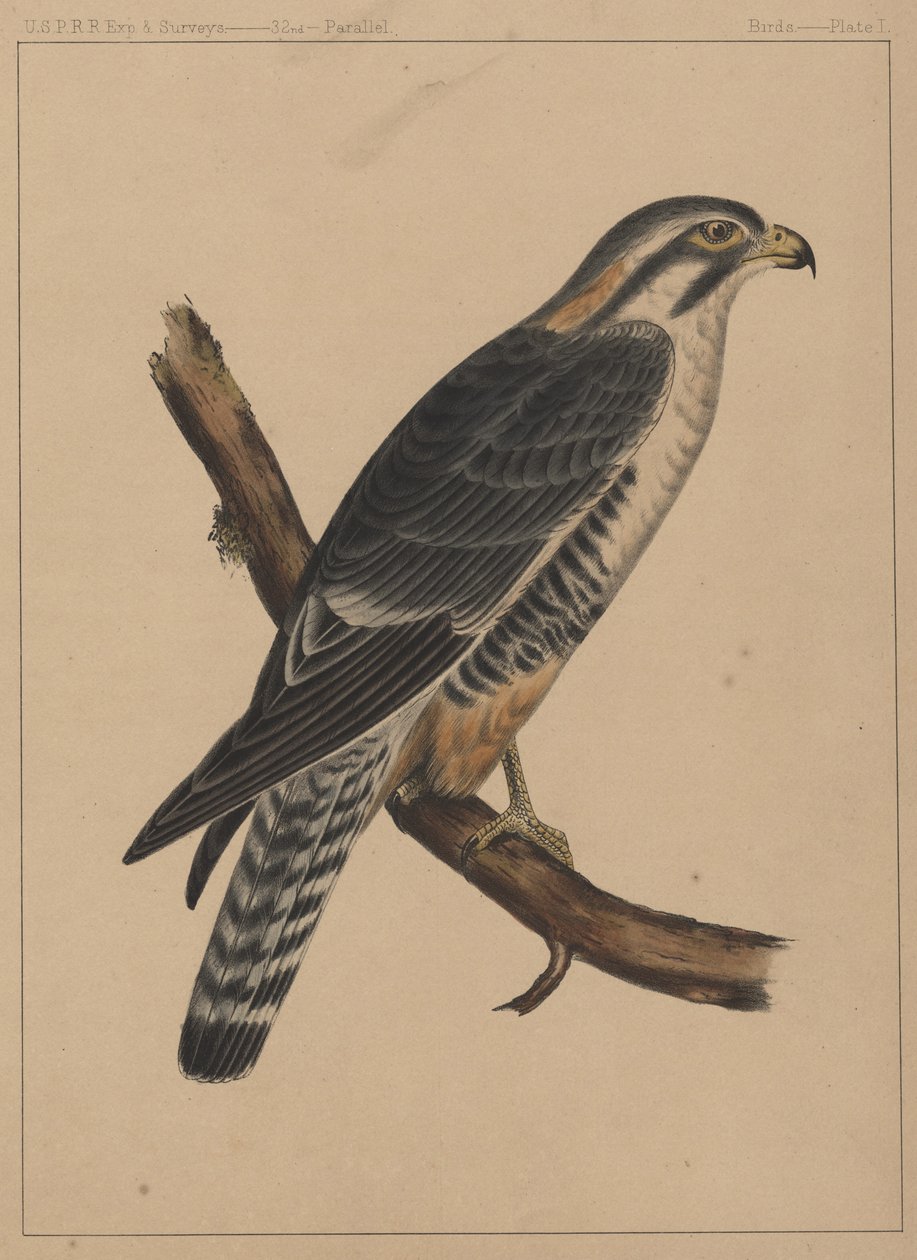 Linnut, levy I, 1855 tekijältä American School