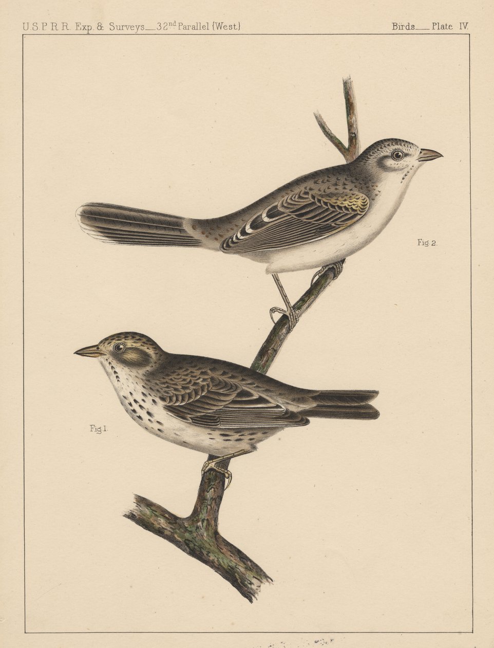 Linnut, levy IV, 1855 tekijältä American School