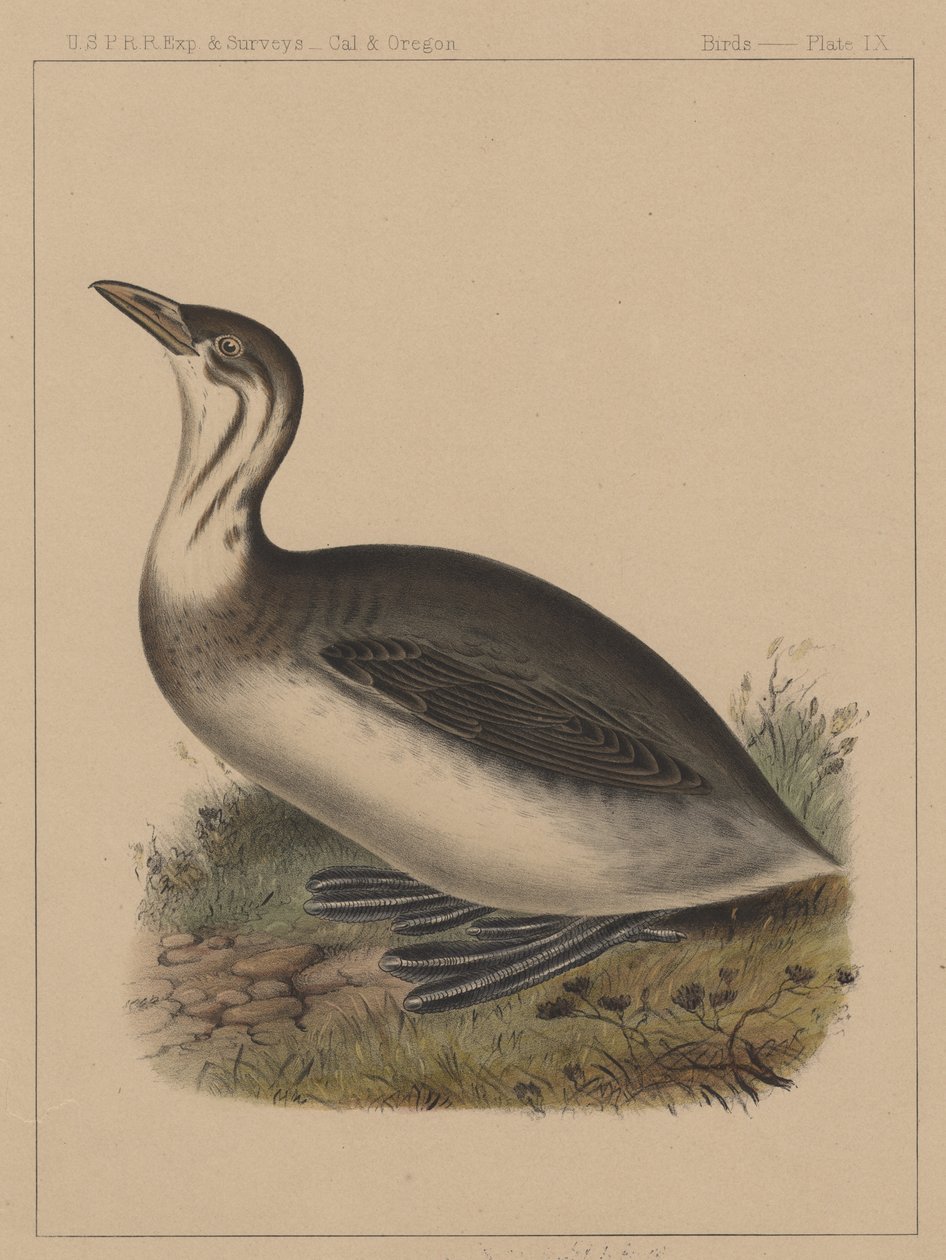 Linnut, levy IX, 1855 tekijältä American School