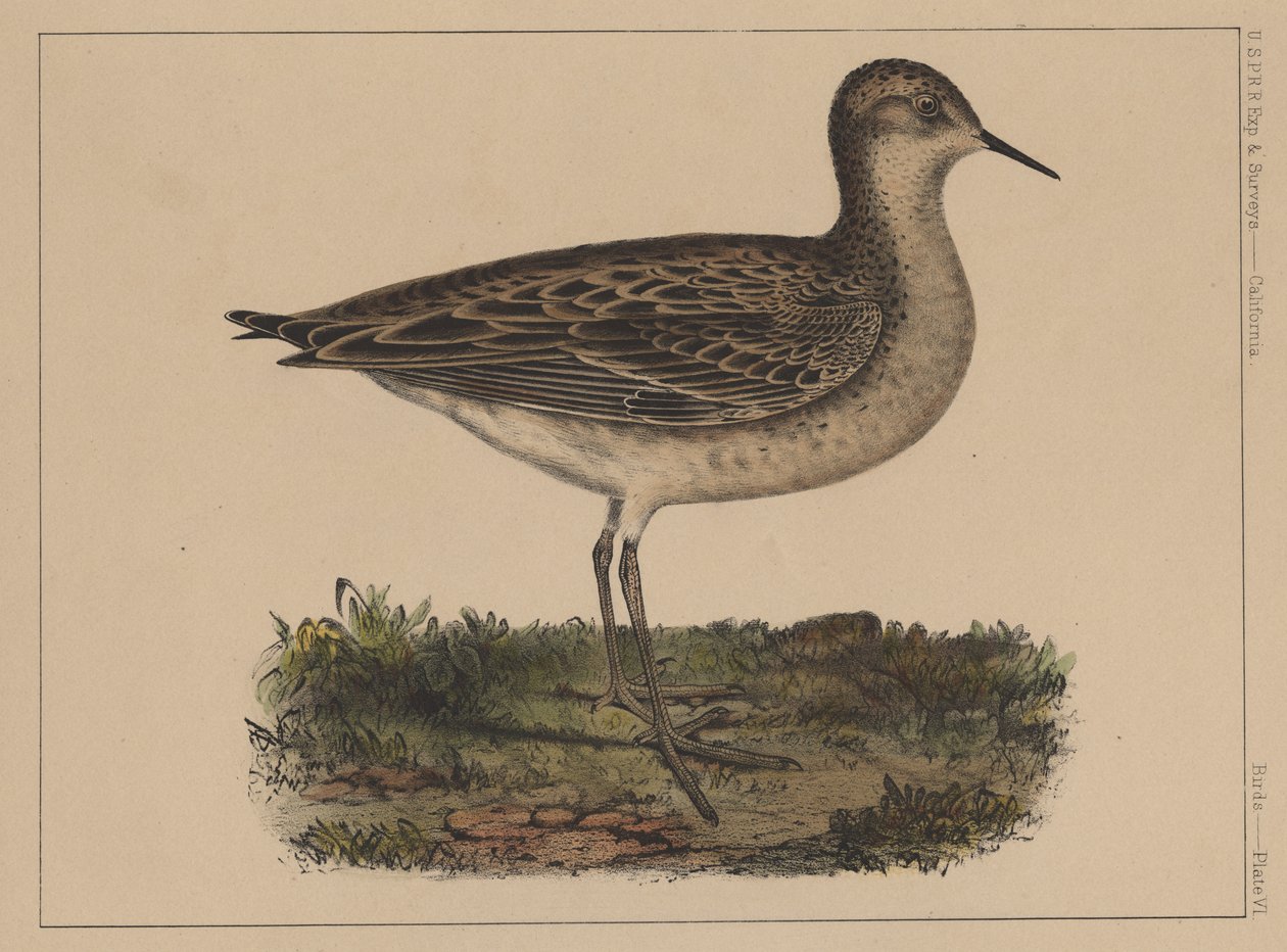 Linnut, levy VI, 1855 tekijältä American School