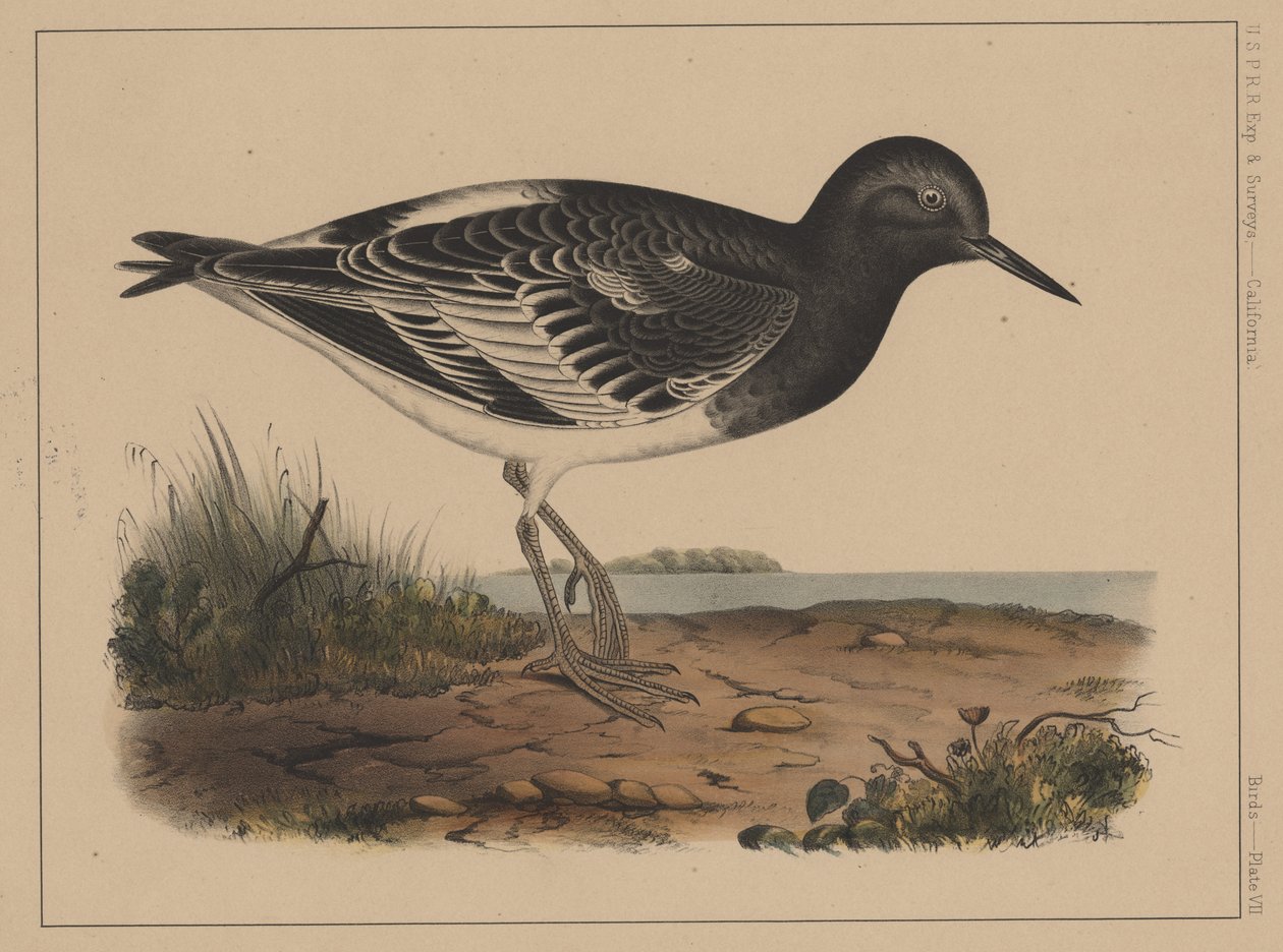 Linnut, levy VII, 1855 tekijältä American School