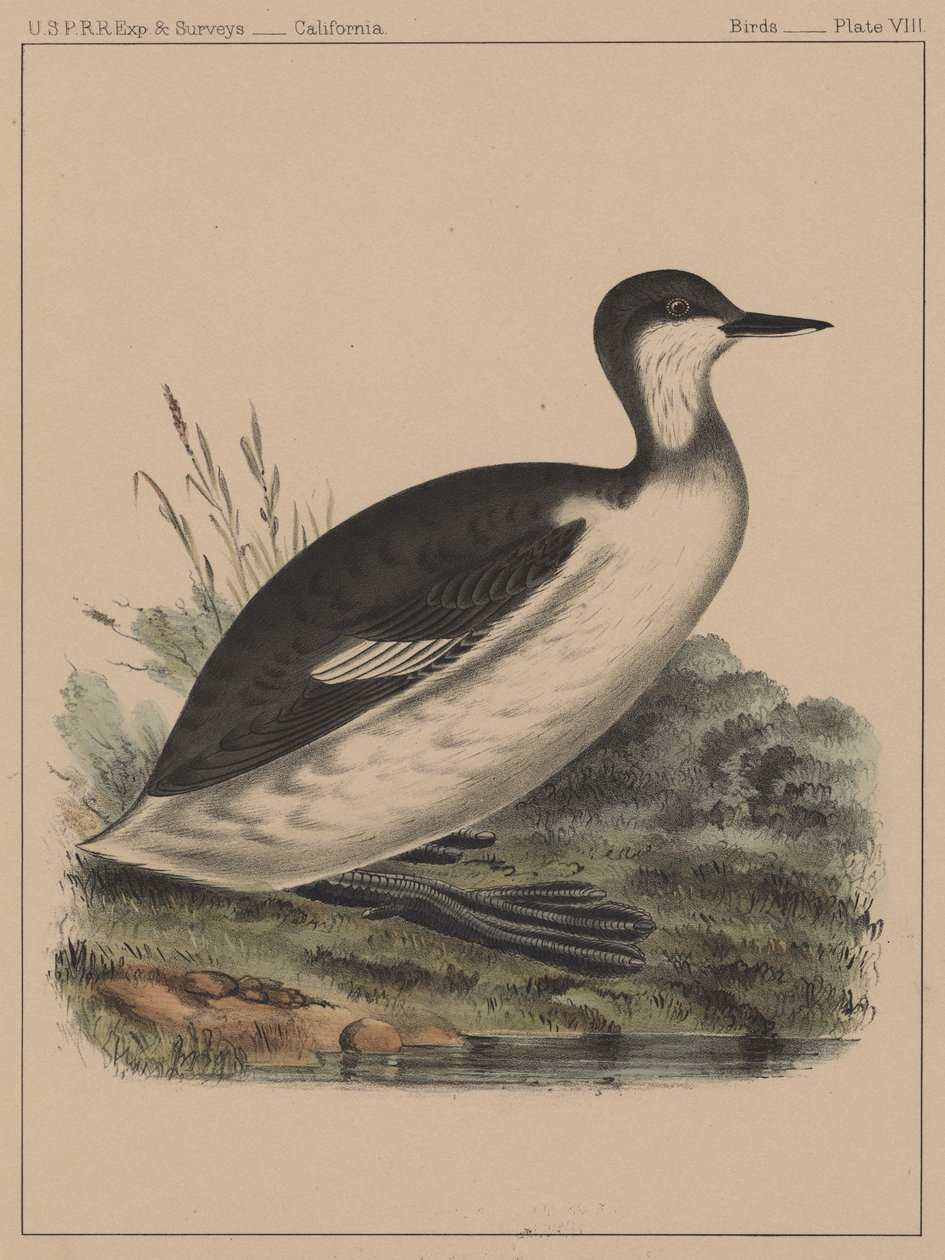 Linnut, levy VIII, 1855 tekijältä American School