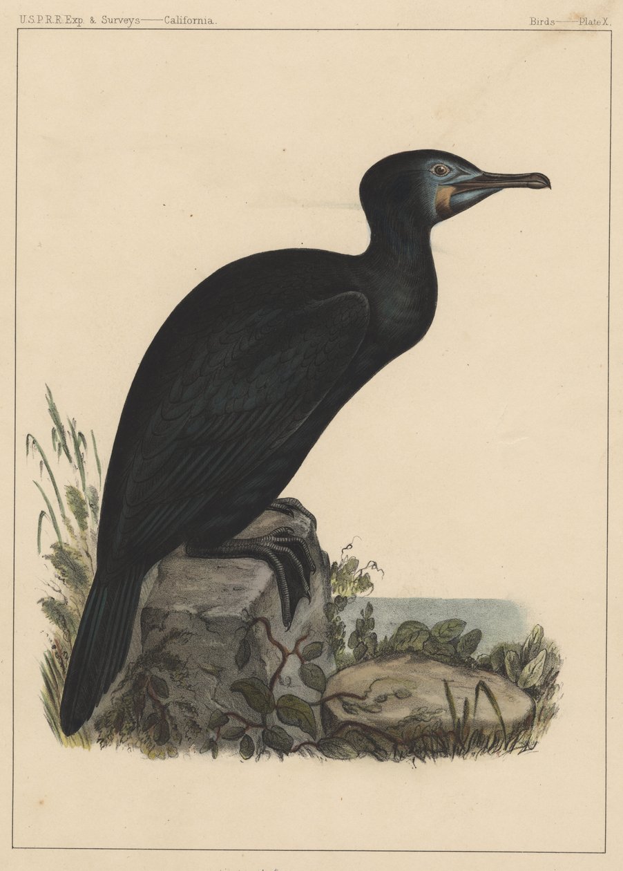 Linnut, levy X, 1855 tekijältä American School