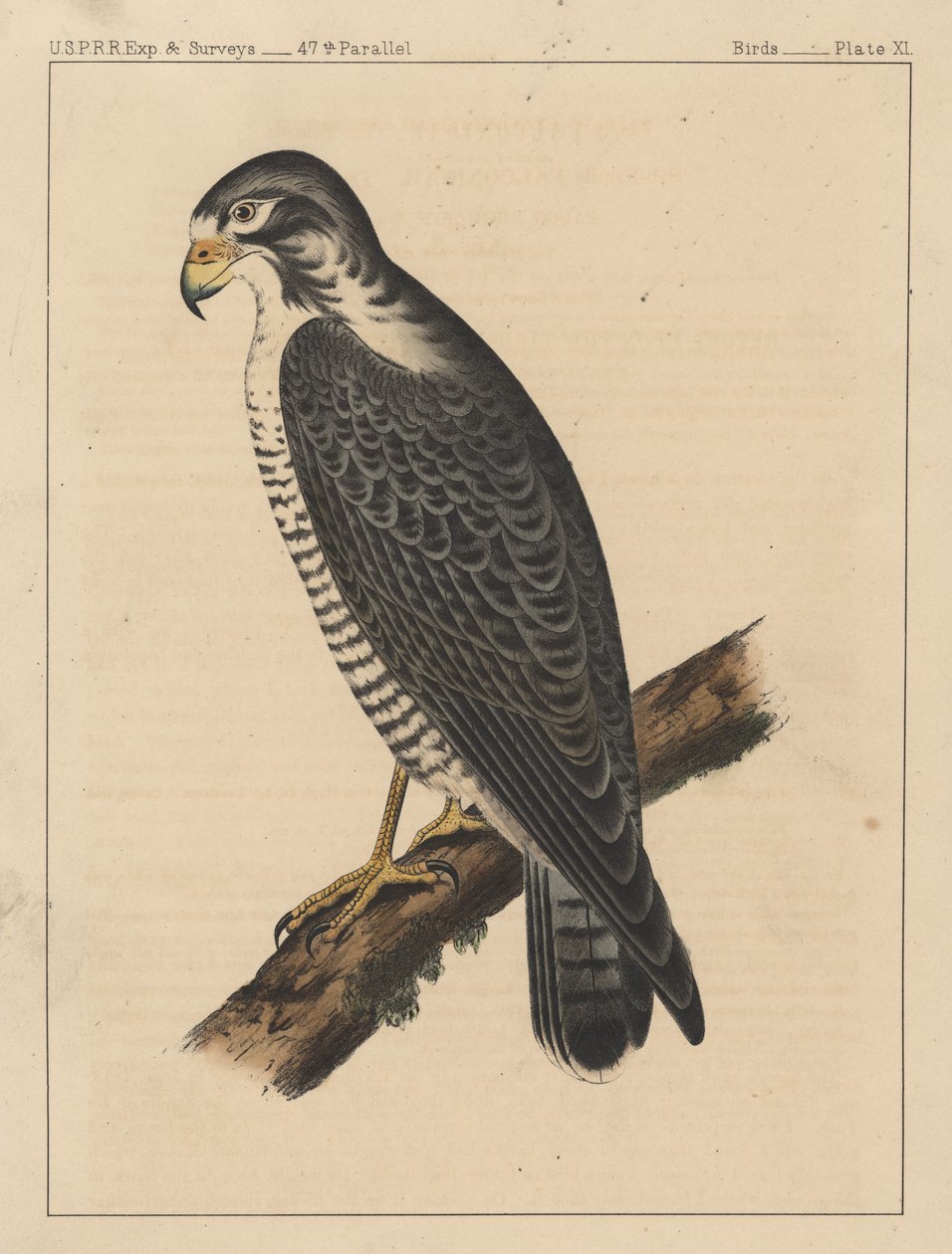 Linnut, levy XI, 1855 tekijältä American School