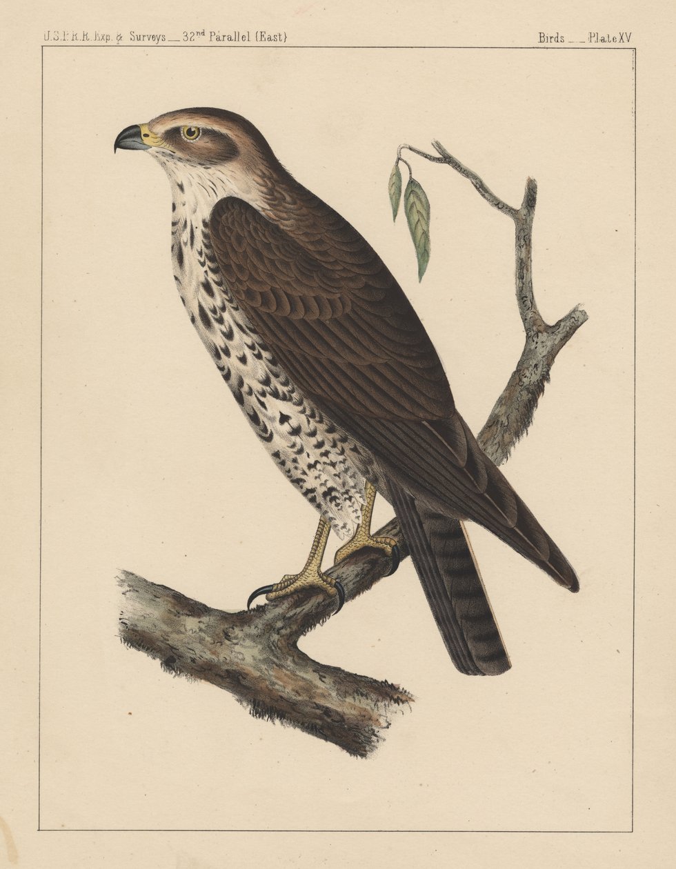 Linnut, levy XV, 1855 tekijältä American School