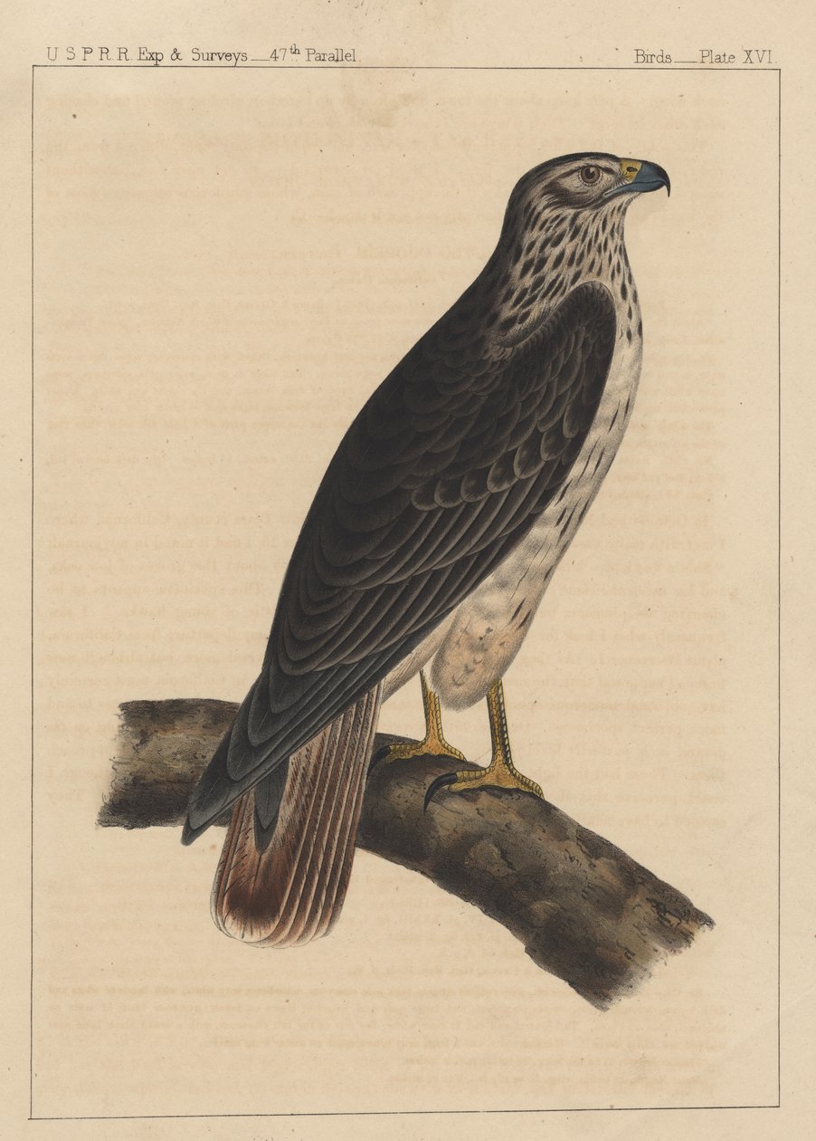 Linnut, levy XVI, 1855 tekijältä American School