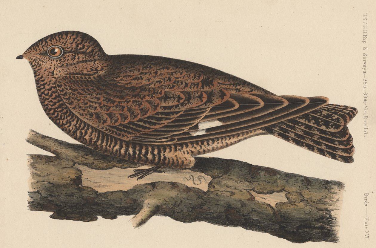 Linnut, levy XVII, 1855 tekijältä American School
