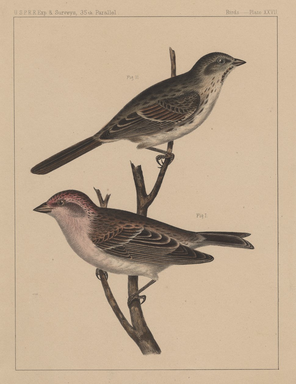 Linnut, levy XXVII, 1855 tekijältä American School