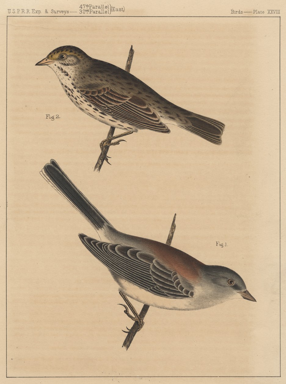 Linnut, levy XXVIII, 1855 tekijältä American School