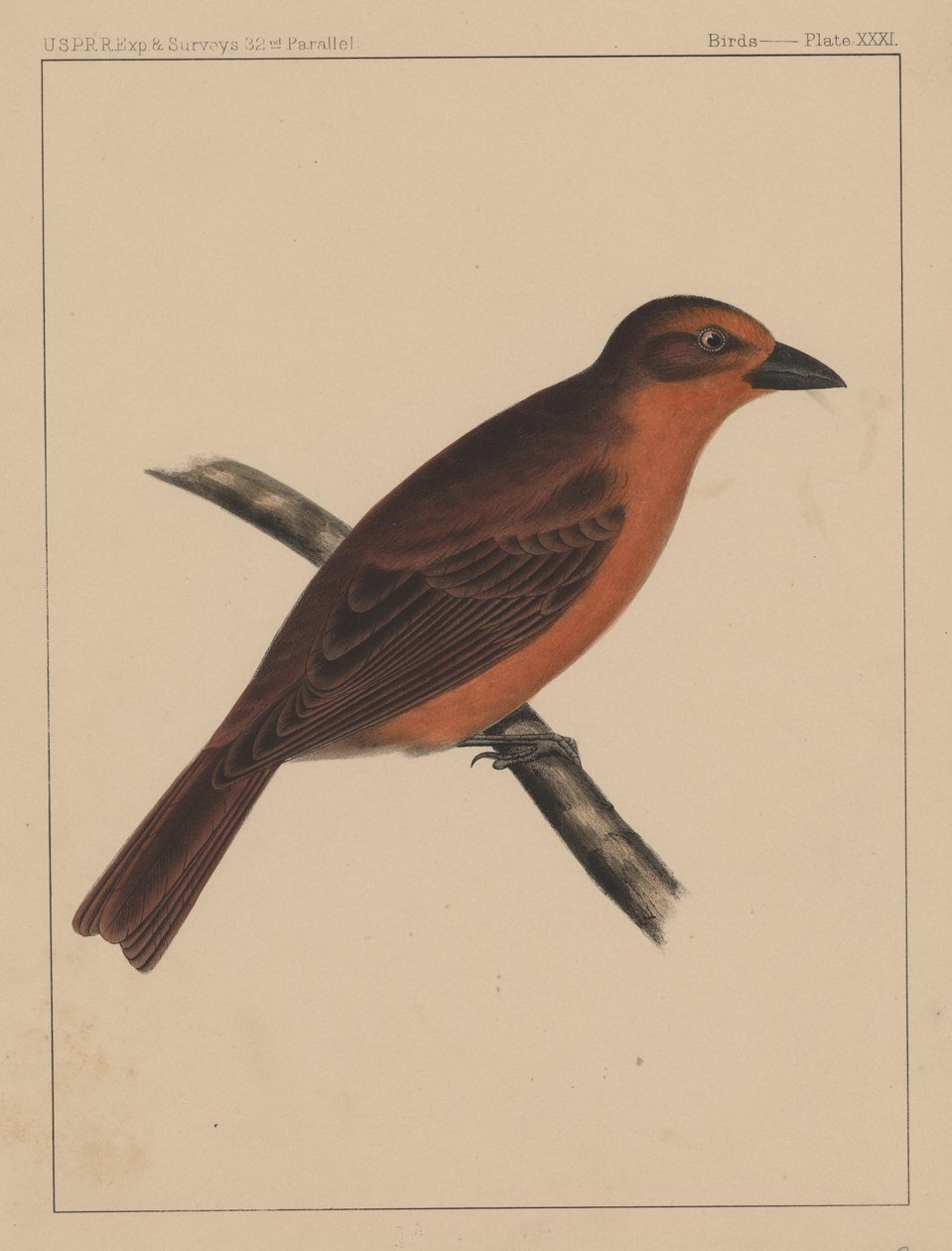 Linnut, levy XXXI, 1855 tekijältä American School