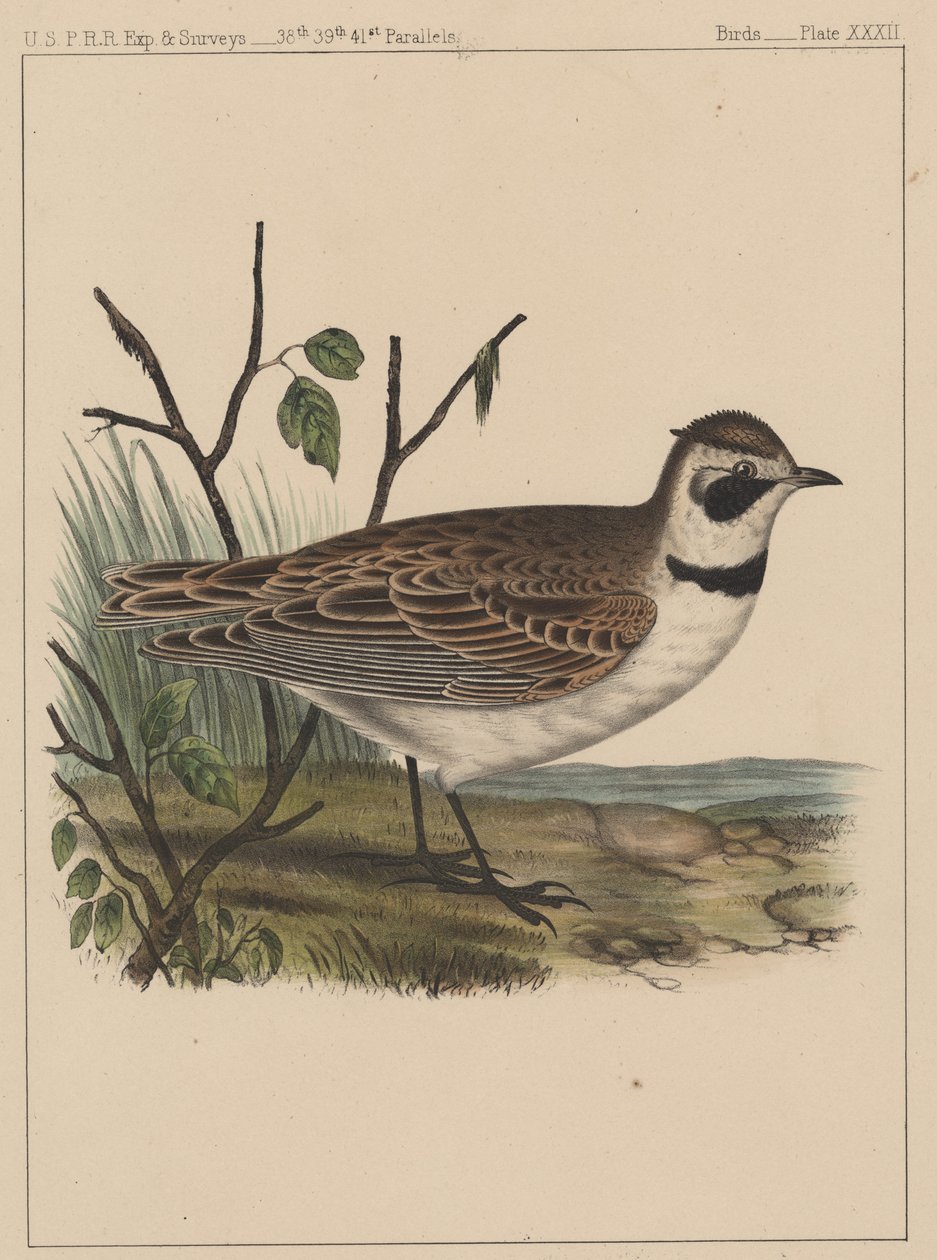 Linnut, levy XXXII, 1855 tekijältä American School