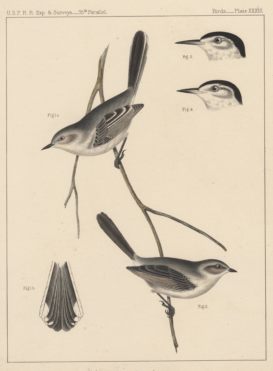 Linnut, levy XXXIII, 1855 tekijältä American School