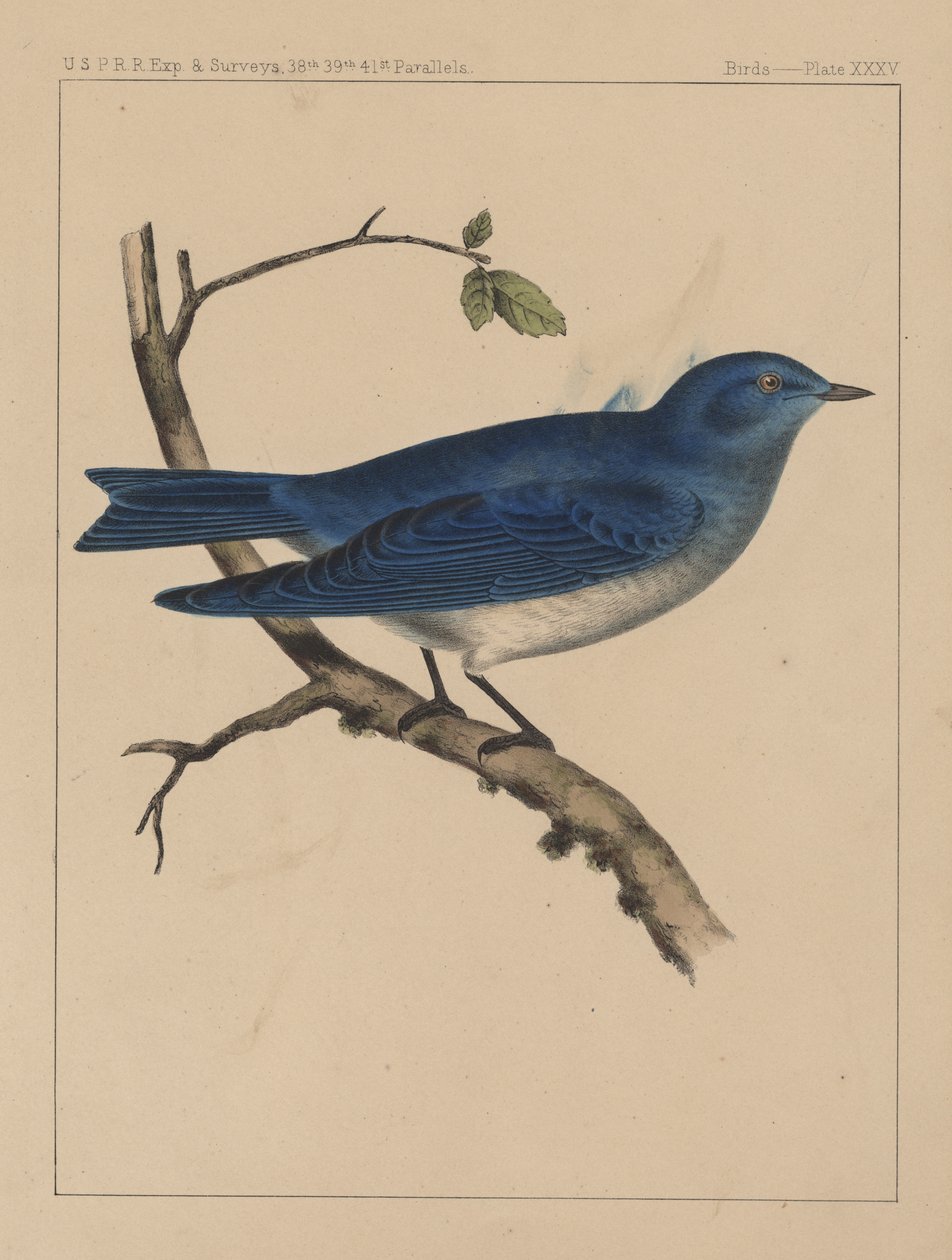 Linnut, levy XXXV, 1855 tekijältä American School