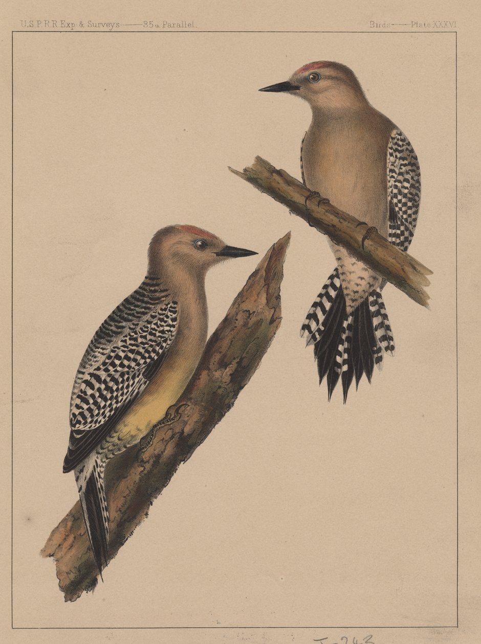 Linnut, levy XXXVI, 1855 tekijältä American School
