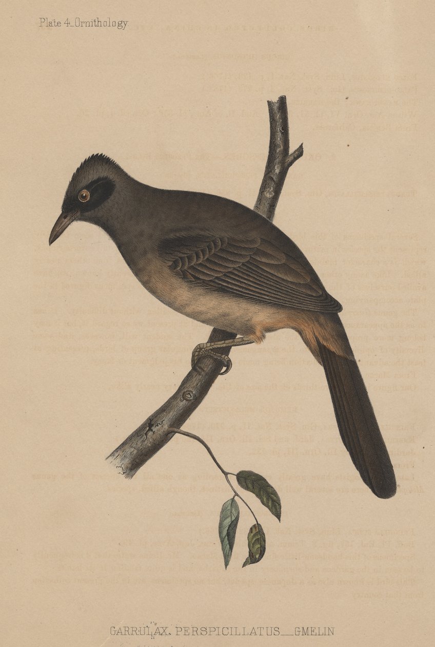 Garrulax Perspicillatus (Gmelin), 1855 tekijältä American School