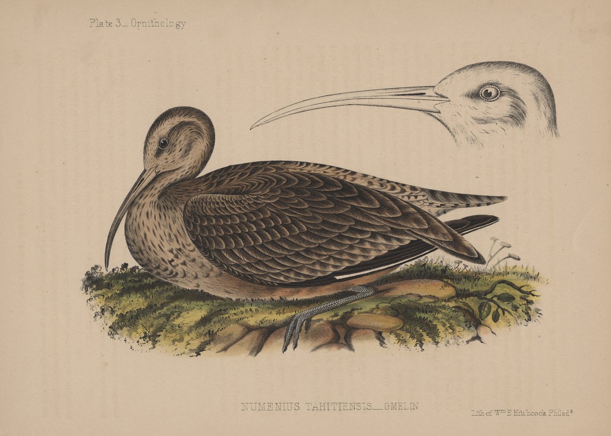 Numenius Tahitiensis (Gmelin), 1855 tekijältä American School