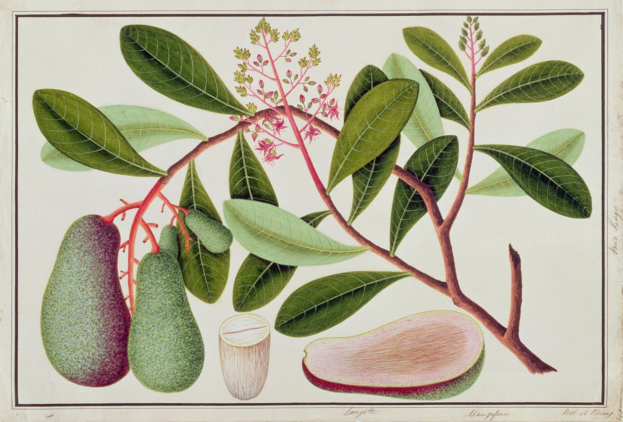 Langote tai Mangifera, piirustuksia kasveista Malakasta, 1800-luku (wc paperilla) tekijältä Chinese School