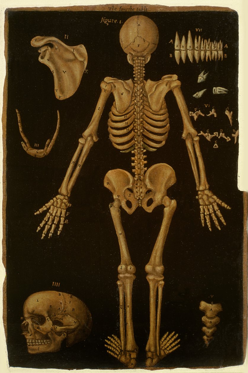 Ms Hunter 364 Taulukko IV, Anatomical Tablesista, kirjoittanut John Banister (1540-1610) (öljy ruskealle paperille) tekijältä English School