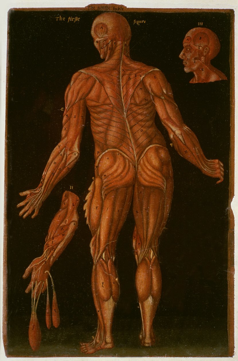 Ms Hunter 364 Table VIII Dissection, n. 1170, Anatomical Tables, John Banister (1540-1610) (öljy ruskealle paperille) tekijältä English School