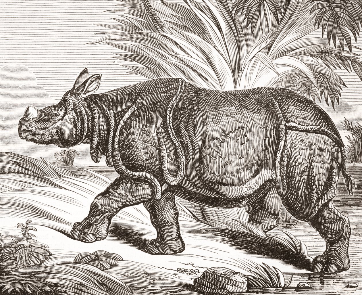 Intian sarvikuono eli suurempi yksisarvinen sarvikuono, The Penny Magazine -lehdestä, julkaistu 1834. tekijältä English School