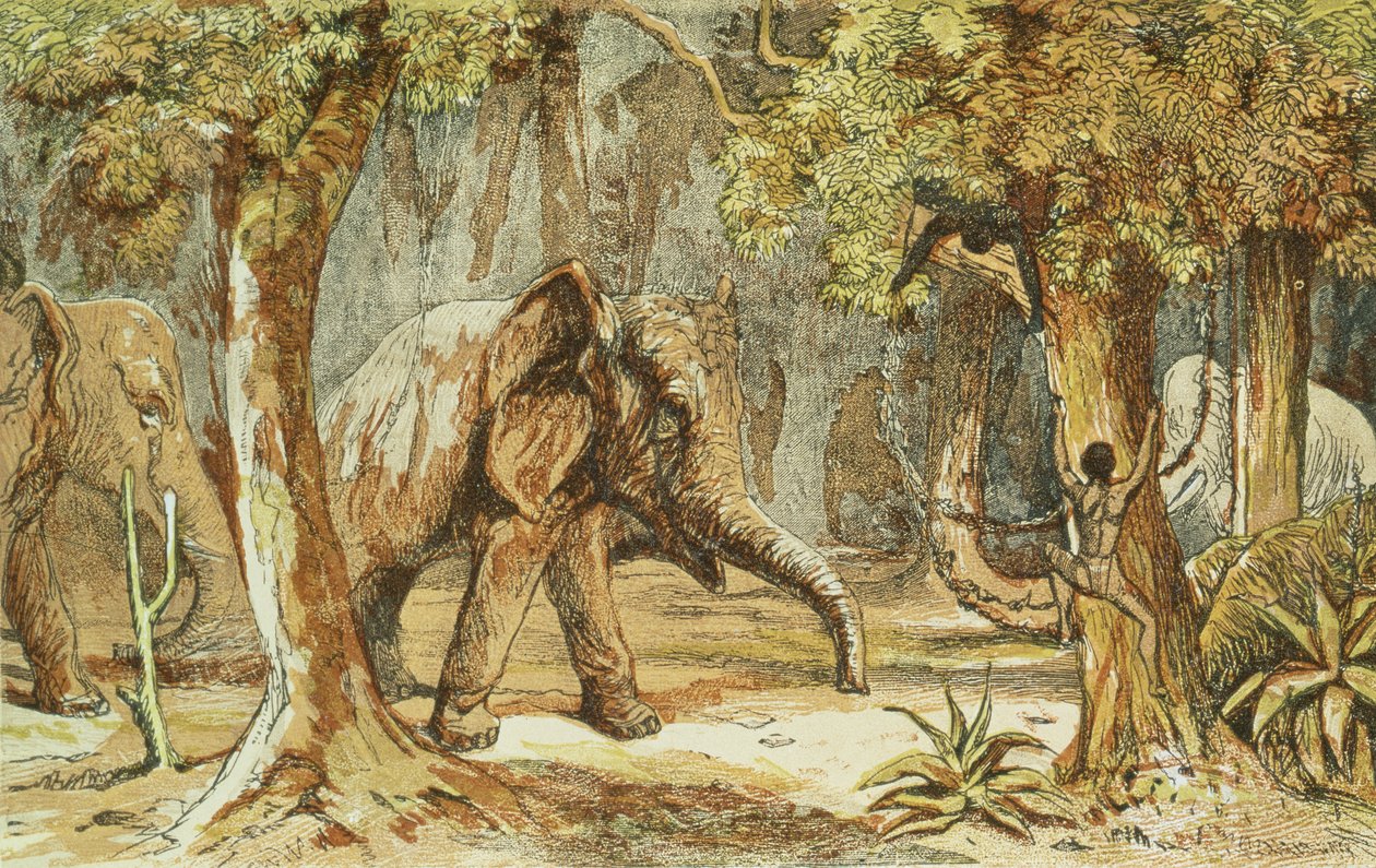 Treed by Elephants, esimerkki W. Draysonin urheilukohtauksista Etelä-Afrikan kaffireista, 1855 tekijältä English School