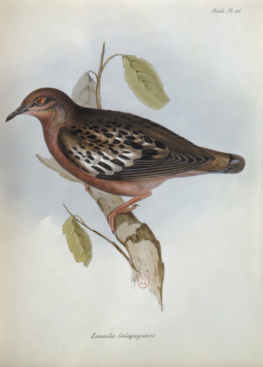 Zenaida Galapagoensis, kuvitus teoksesta The Zoology of the Voyage of H.M.S. Beagle, 1832-36, Charles Darwin (1809-92), 1840 tekijältä English School