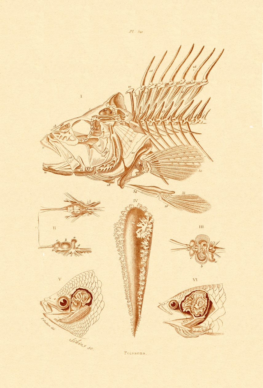 Kala, 1833-39 tekijältä French School