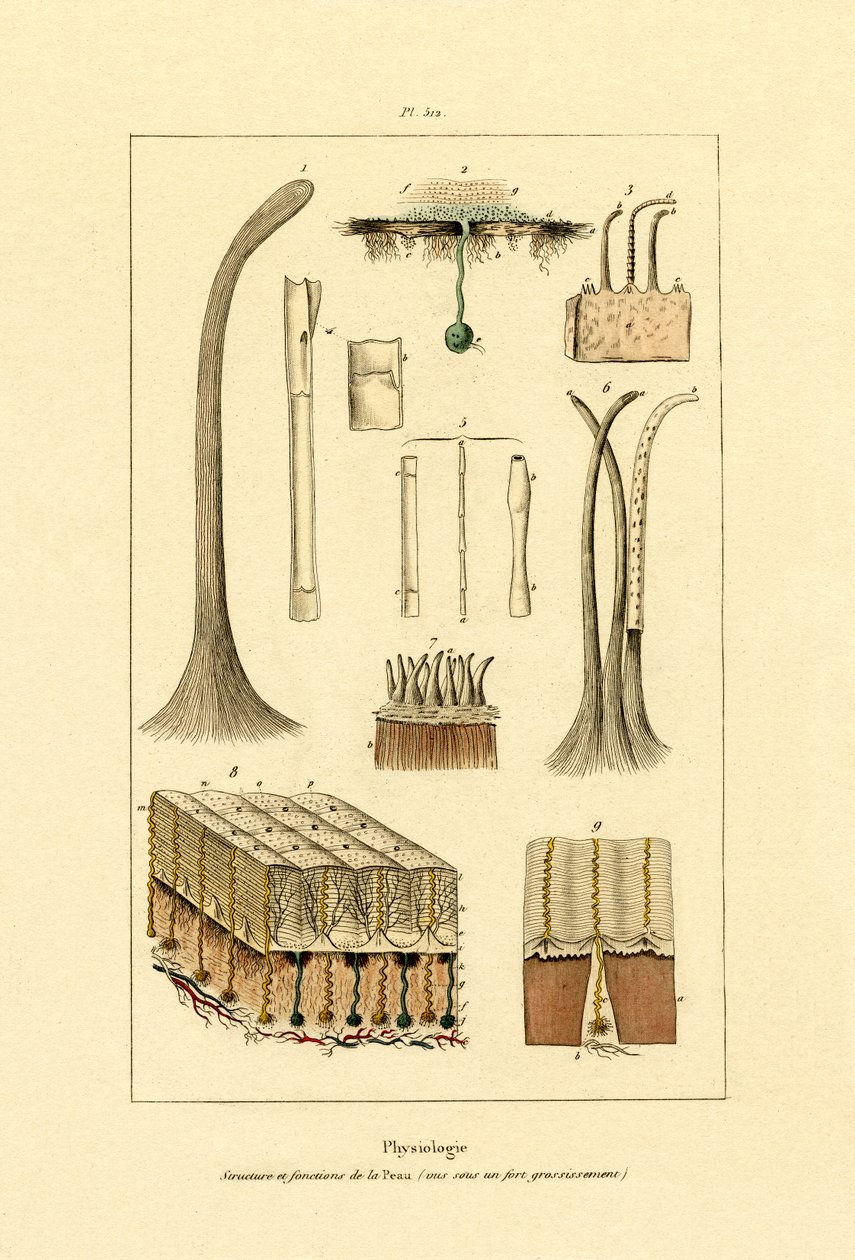 Ihmisen iho, 1833-39 tekijältä French School