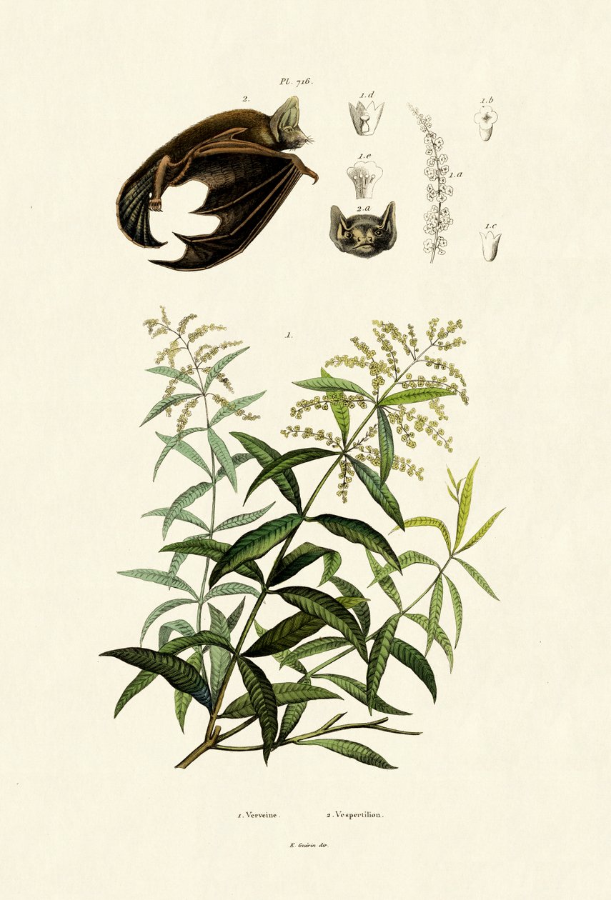 Sitruunarasva, 1833-39 tekijältä French School