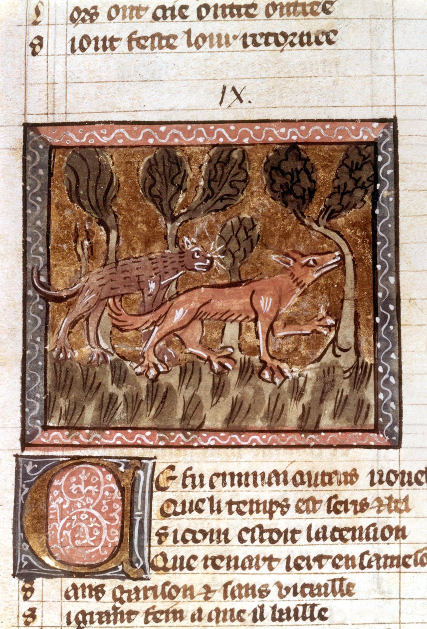 Kettu ja susi, valaistus käsikirjoituksesta nimeltä Roman de Renart (Ketun romaani), n. 1200-luku tekijältä French School