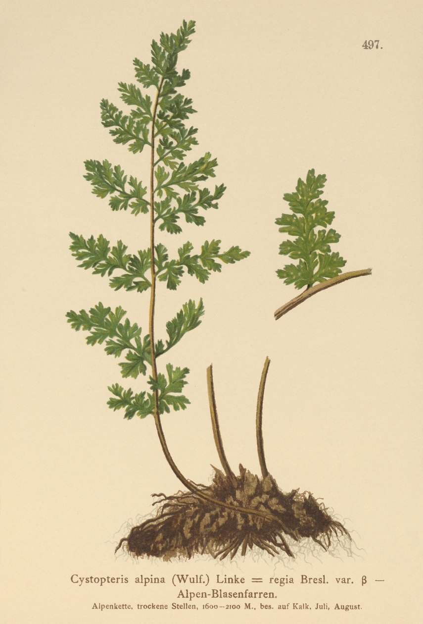 Alppien virtsarakon saniainen (Cystopteris alpina, Cystopteris regia) tekijältä German School