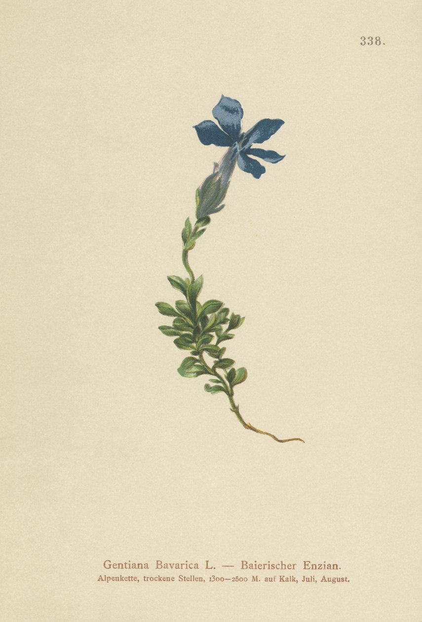 Baijerin Gentian (Gentiana Bavarica) tekijältä German School