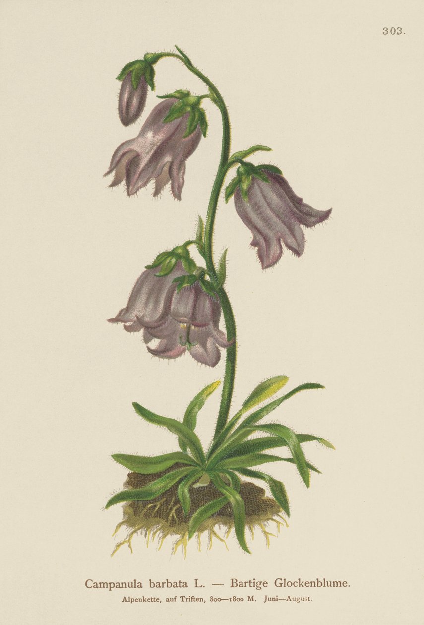 Partakello (Campanula barbata) tekijältä German School